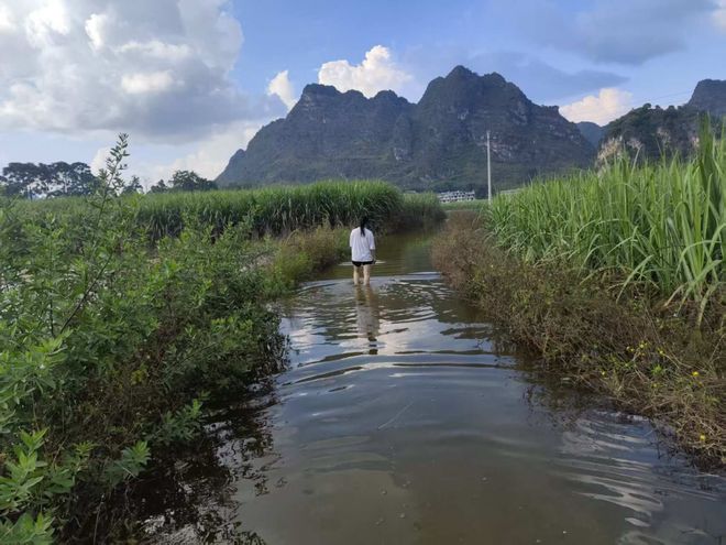 百色“锅底”村庄水患：被浸泡逾半月的家园和生计(图5)