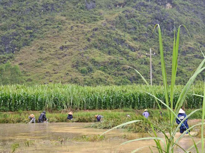 百色“锅底”村庄水患：被浸泡逾半月的家园和生计(图4)