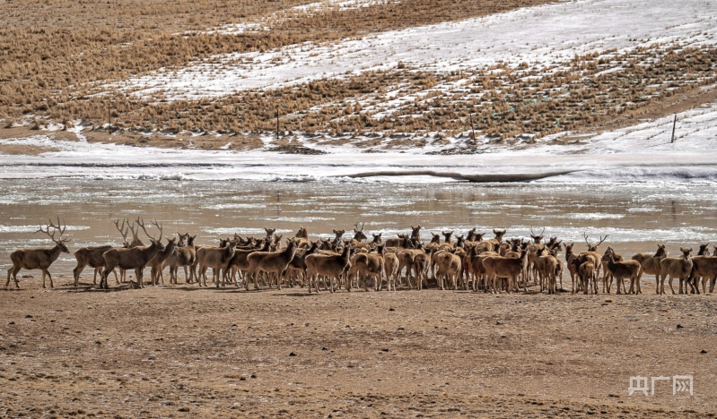 青海“十四五”期间投入157亿筑牢“中华水塔”安全屏障(图3)