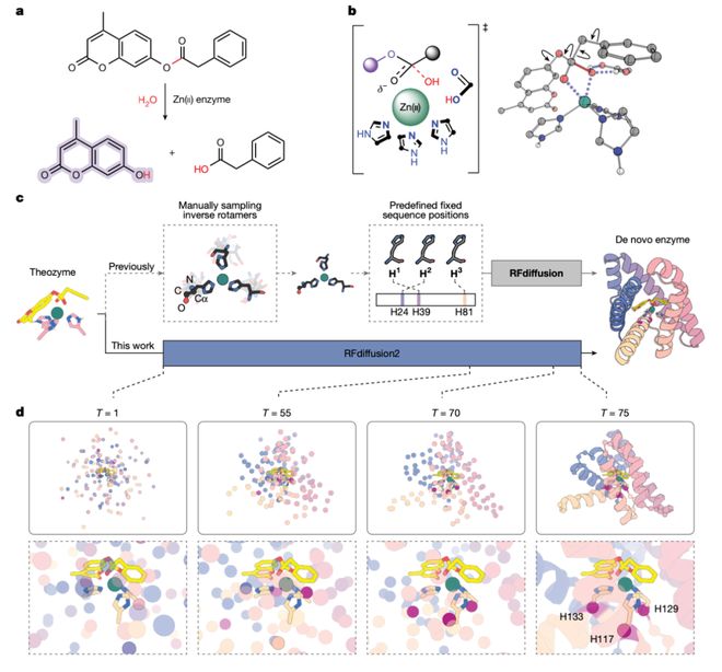 DavidBaker最新Nature论文：AI从头设计金属水解酶无需实验优化催化效率提升千倍(图3)
