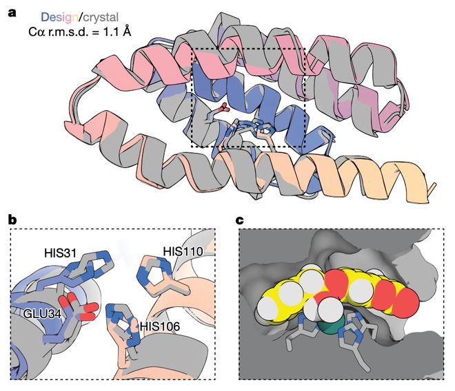 DavidBaker最新Nature论文：AI从头设计金属水解酶无需实验优化催化效率提升千倍(图4)
